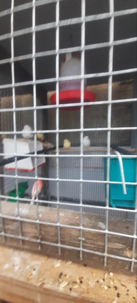 Jongen van kanaries, rijstvogels,zebravinken, Maart, Geslacht onbekend