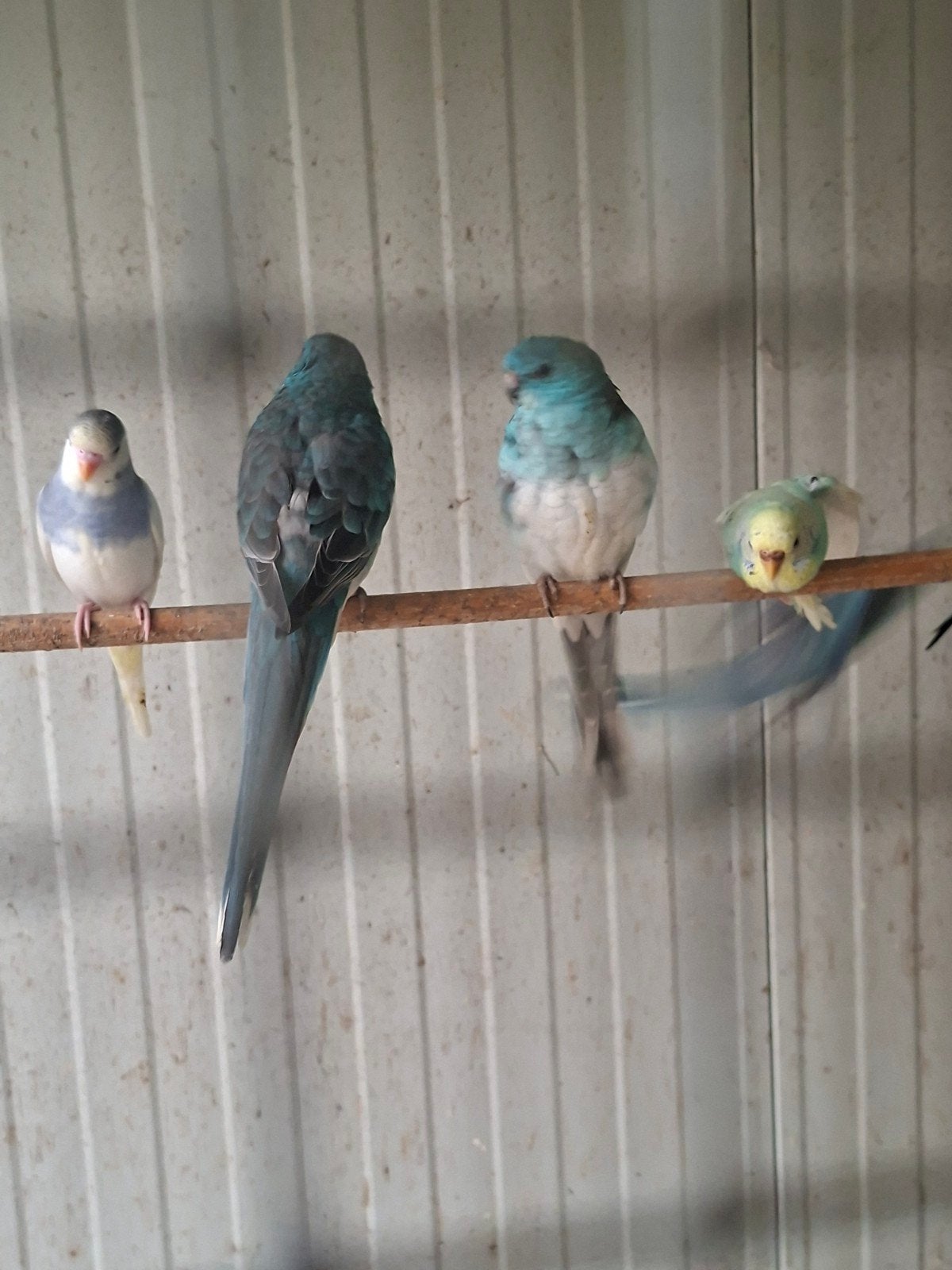 roodruggen blauwe  20euro stuk  35euro koppel, Dieren en Toebehoren