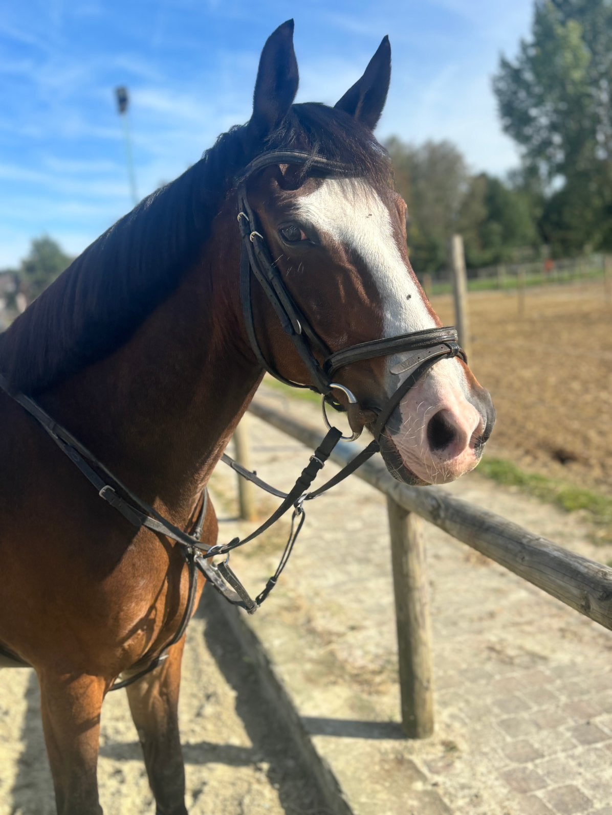 D pony, Dieren en Toebehoren, Ruin, D pony (1.37m tot 1.48m), Met stamboom, 11 jaar of ouder