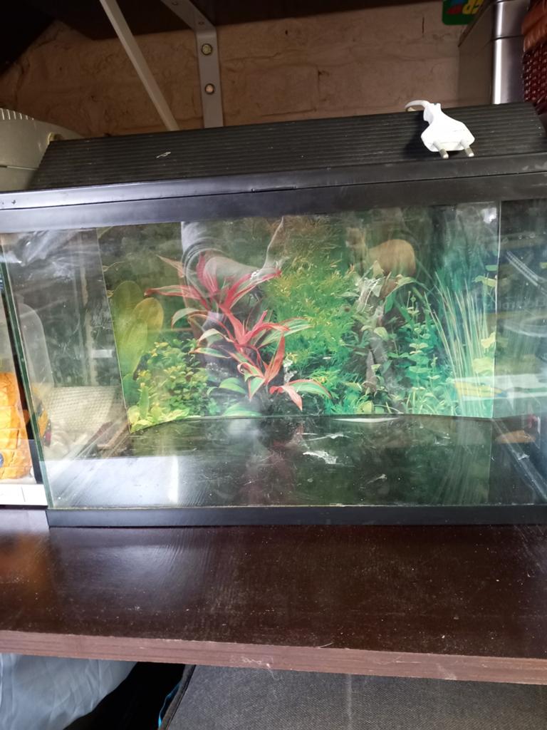 Aquarium, Dieren en Toebehoren, Vissen | Aquaria en Toebehoren