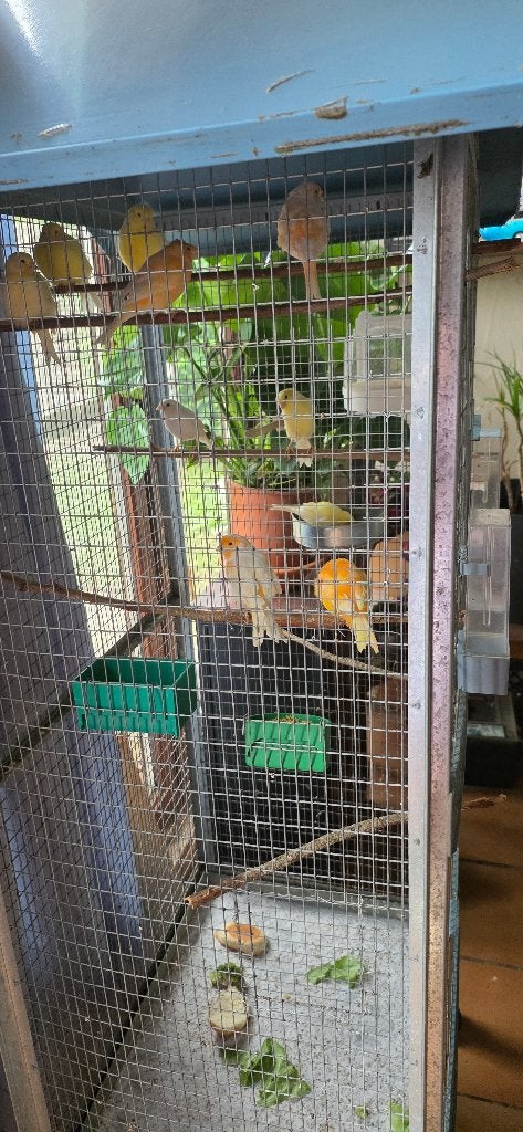 Kanaries +3 kooien, Meerdere dieren, Kleurkanarie
