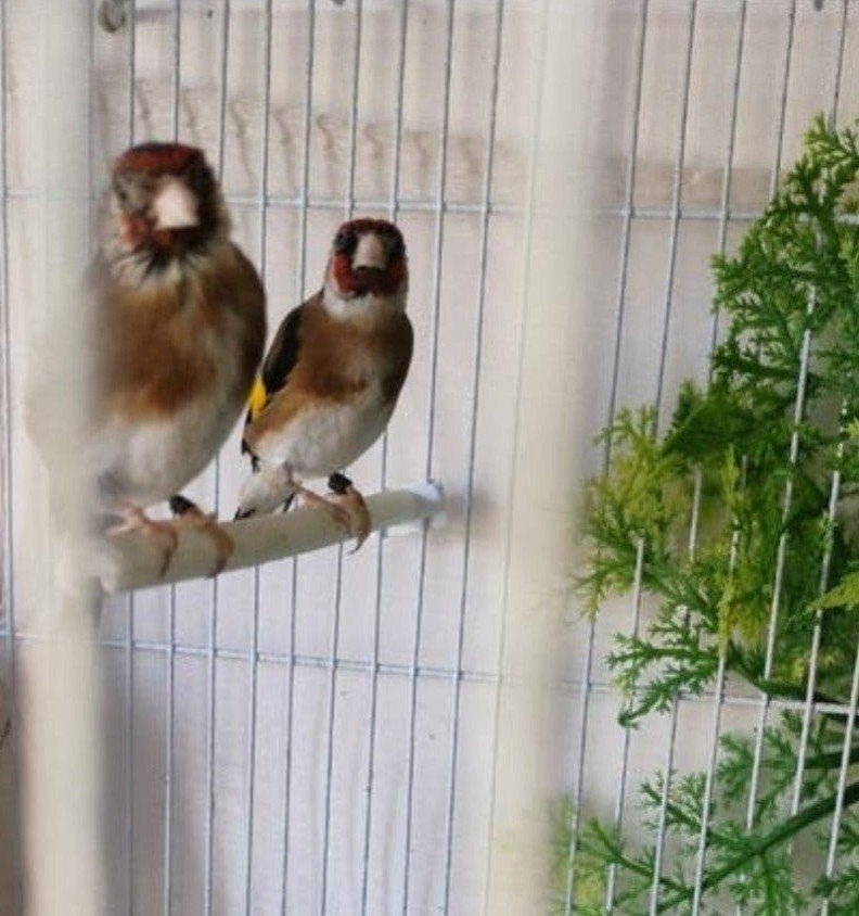 couple parva 2025, Dieren en Toebehoren, Ophalen of Verzenden