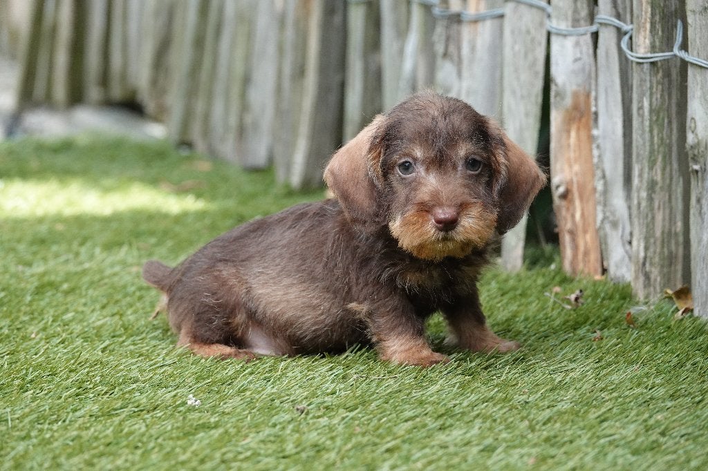 Chiot teckel nain à poil dur avec pedigree (choco&tan), Chien (mâle), Maladie de Carré (chiens), Belgique, Poils durs