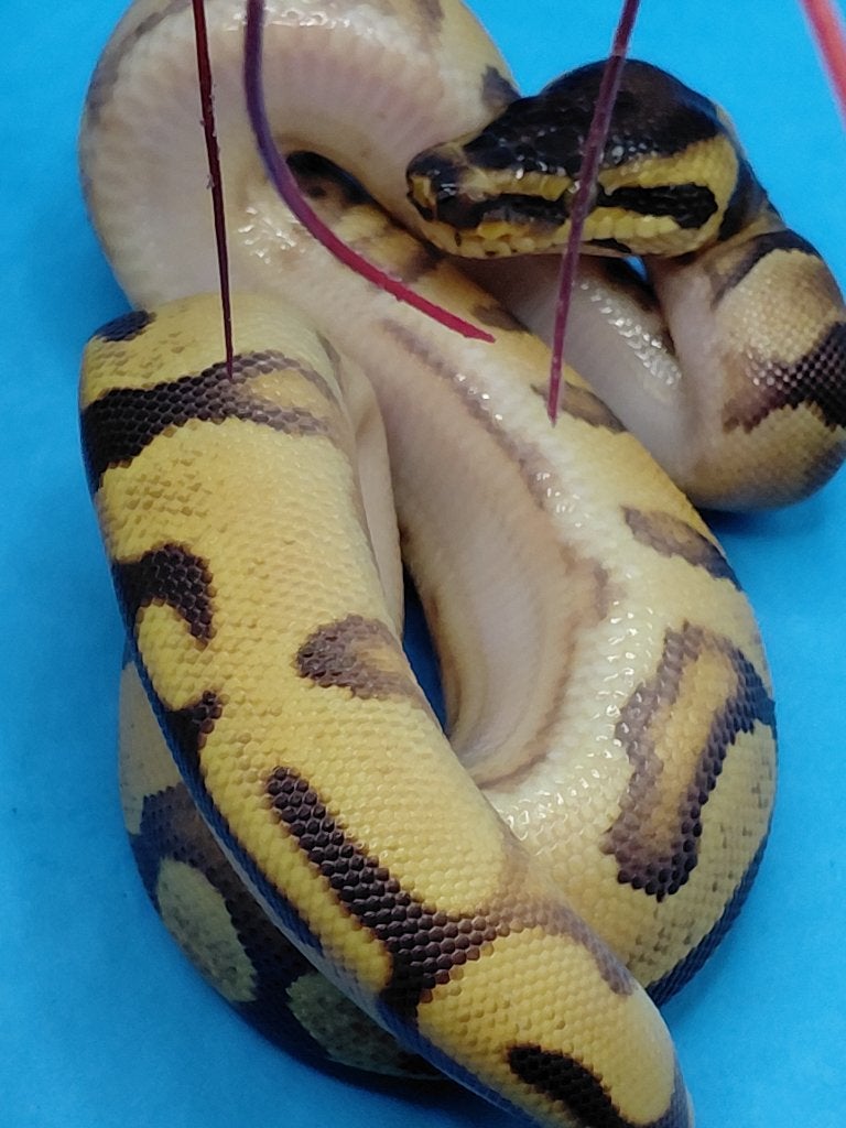 enchi orange dream yellow belly het pied / desert ghost Ball Python - unknown for sale from steven