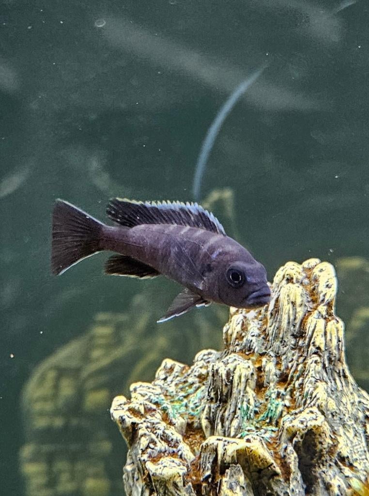 Cynothylapia ndonga, cichlidés profonds du Malawi, Poisson, Poisson d'eau douce