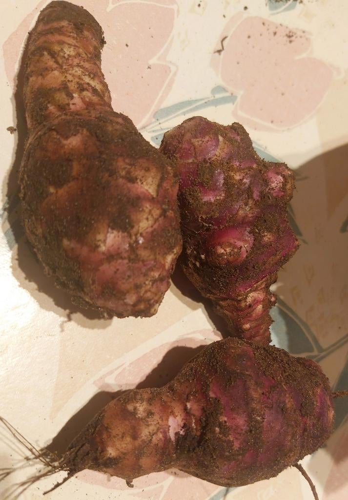 Rode aardpeer (6 knollen- plantgoed), Tuin en Terras, Ophalen