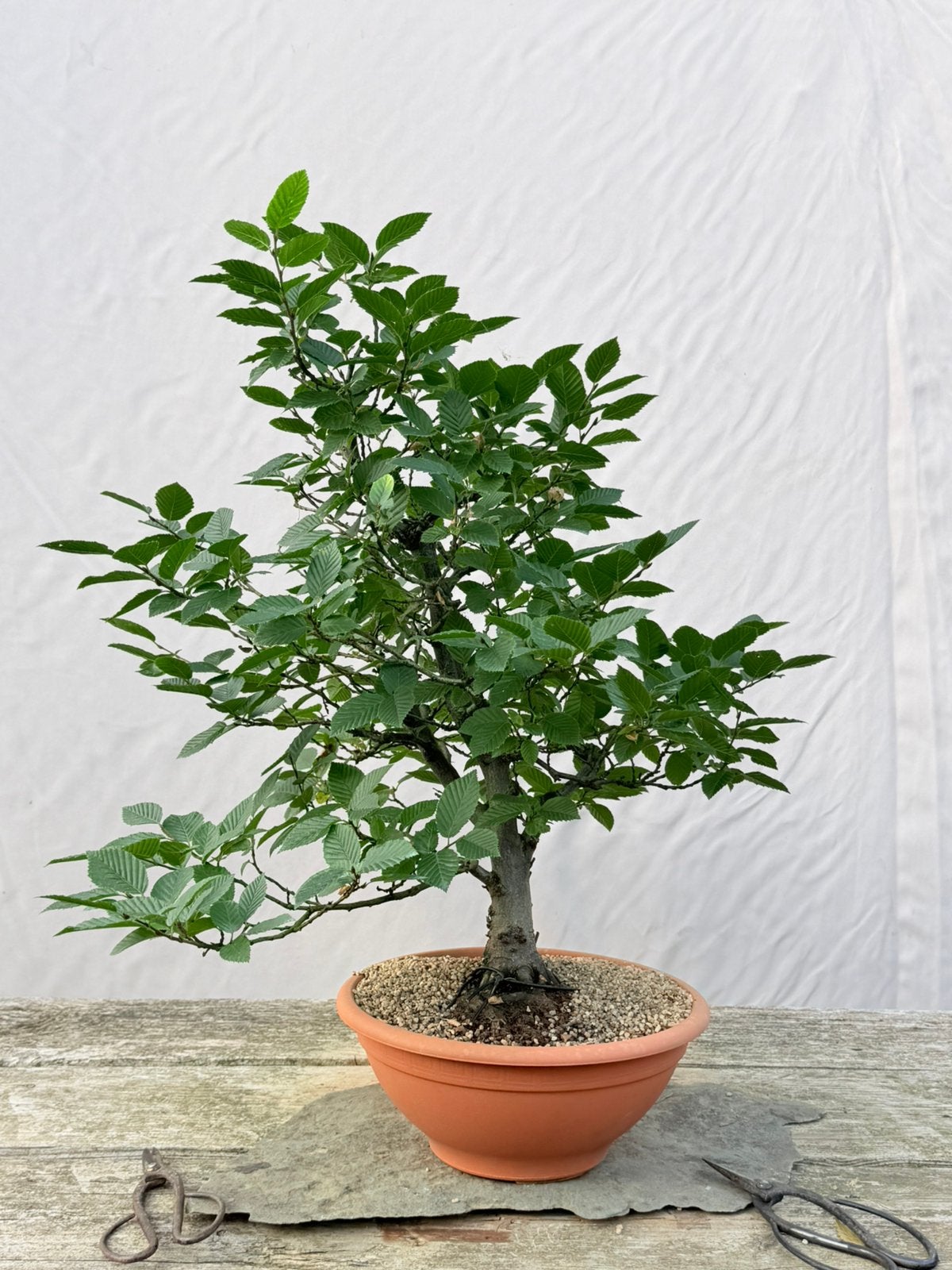 Bonsai carpinus starter, Tuin en Terras, Ophalen