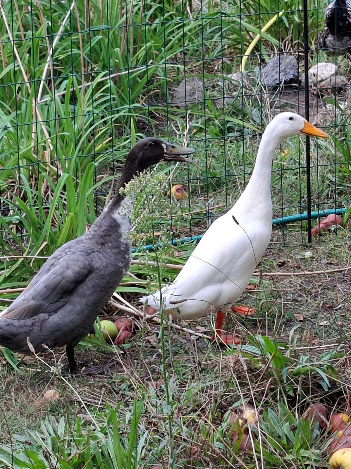 Indische loopeenden woerden, Mannelijk, Eend