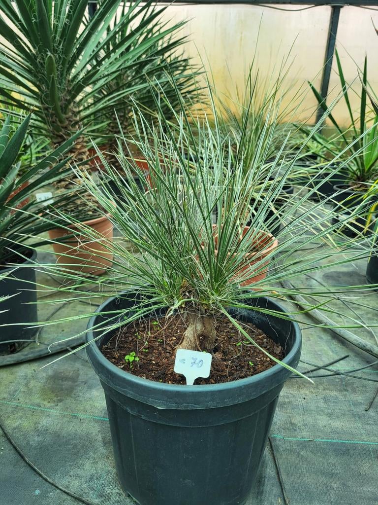 Yucca Elata, 40cm, Ophalen