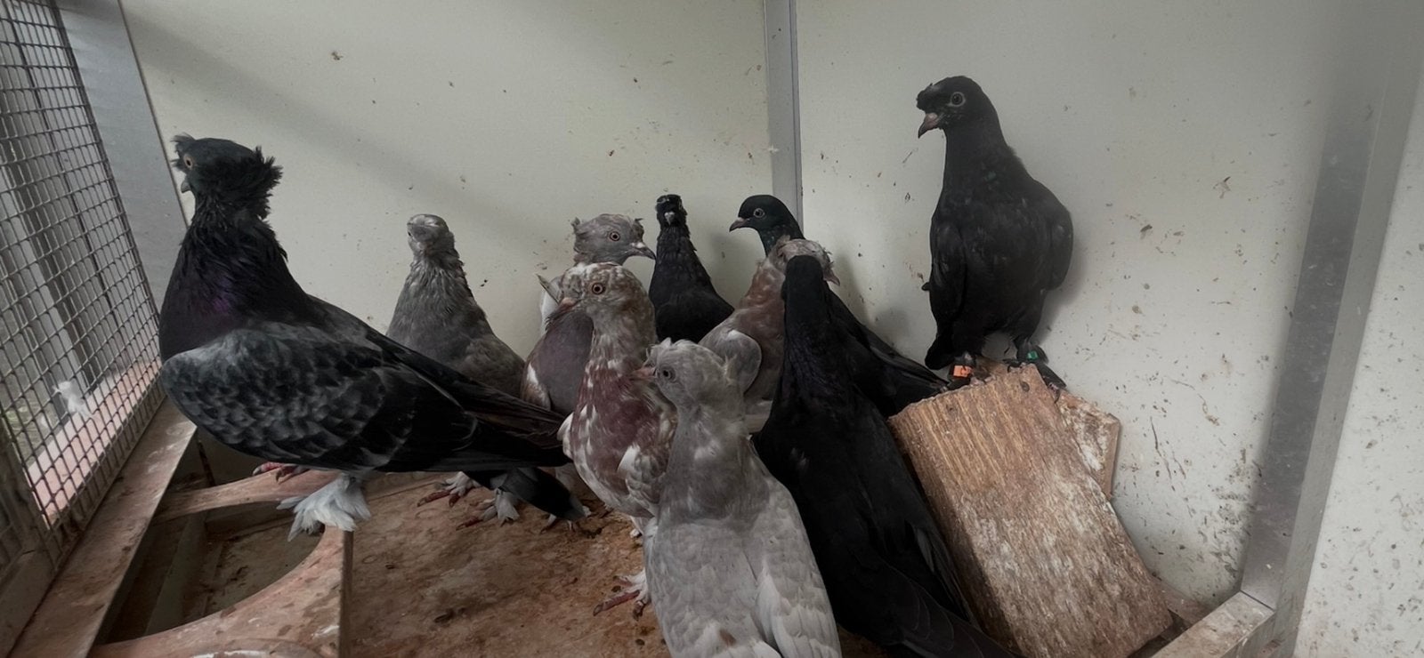 Takla ‘s, Meerdere dieren, Tuimelaar of Roller