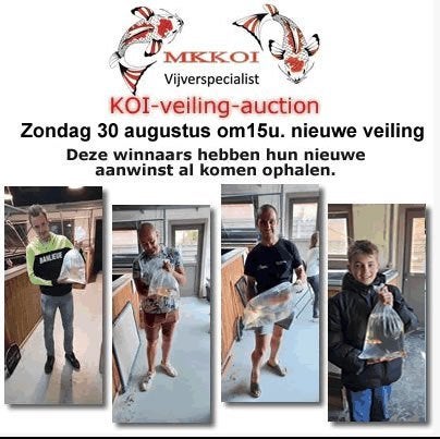 Koi kapers veiling vijvers, Ophalen