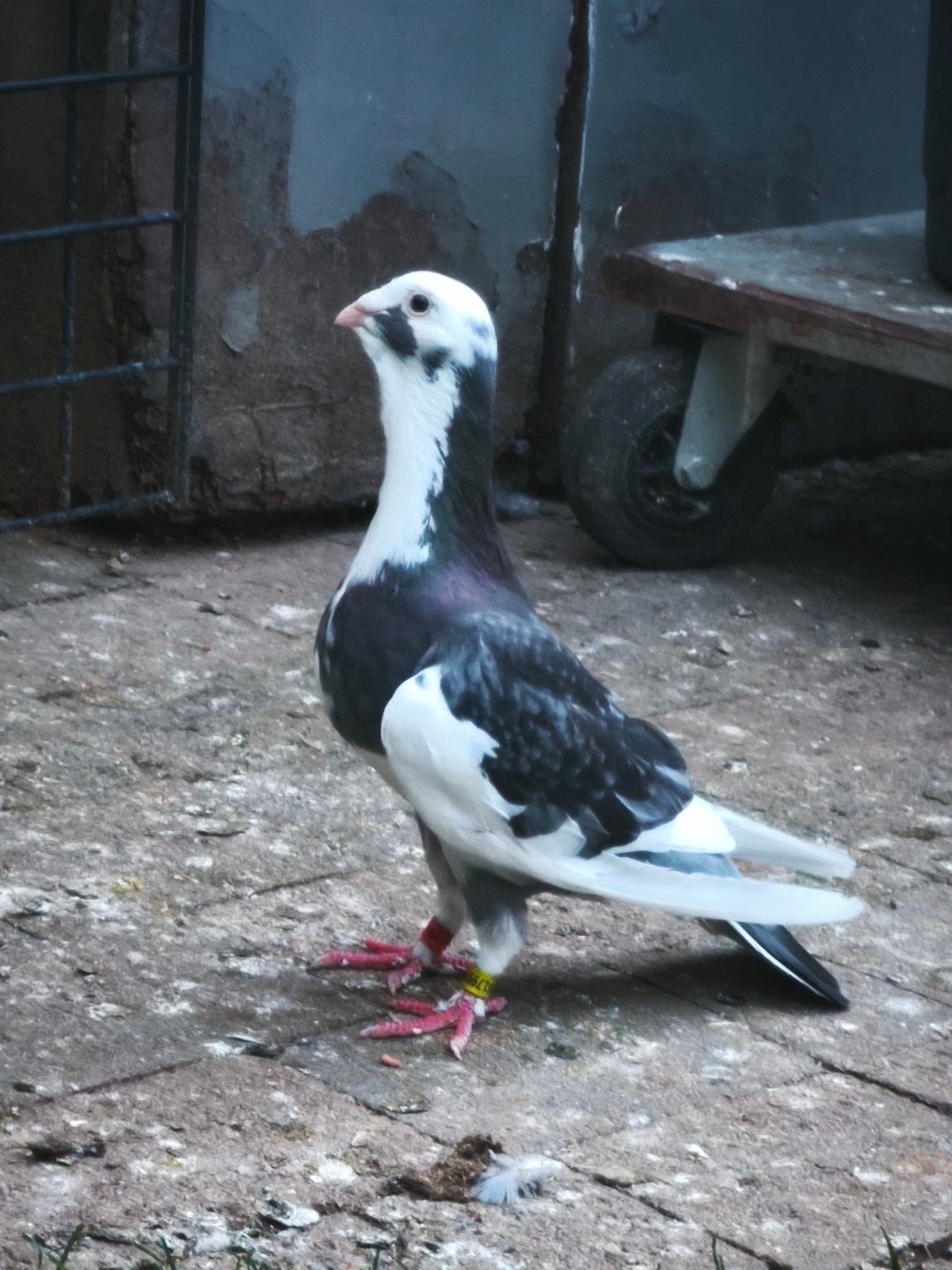 Adana wamduiven koppel, Dieren en Toebehoren, Vogels | Duiven