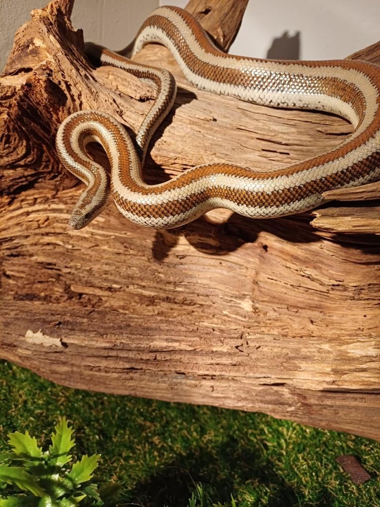 Rosy boa's, Dieren en Toebehoren, Reptielen en Amfibieën