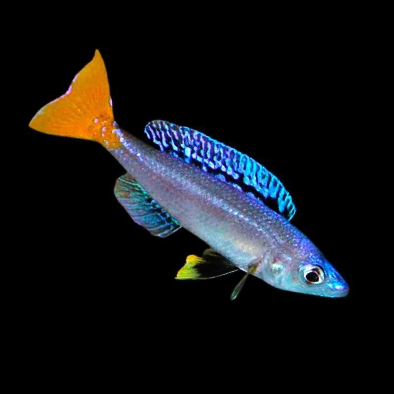 Cyprichromis leptosoma isanga
