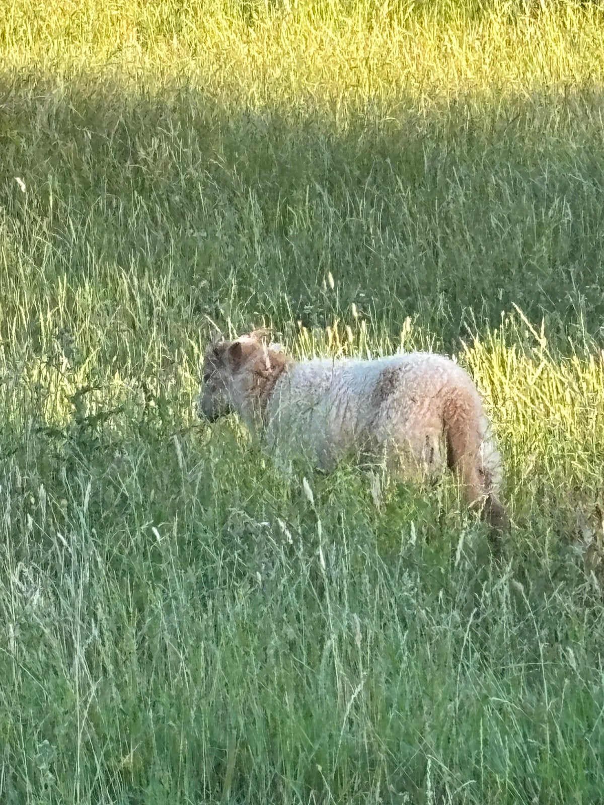 Bokje, Animaux & Accessoires, Mâle