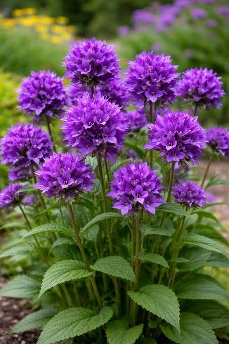 Campanula Glometra Acaulis, Tuin en Terras, Ophalen, Halfschaduw