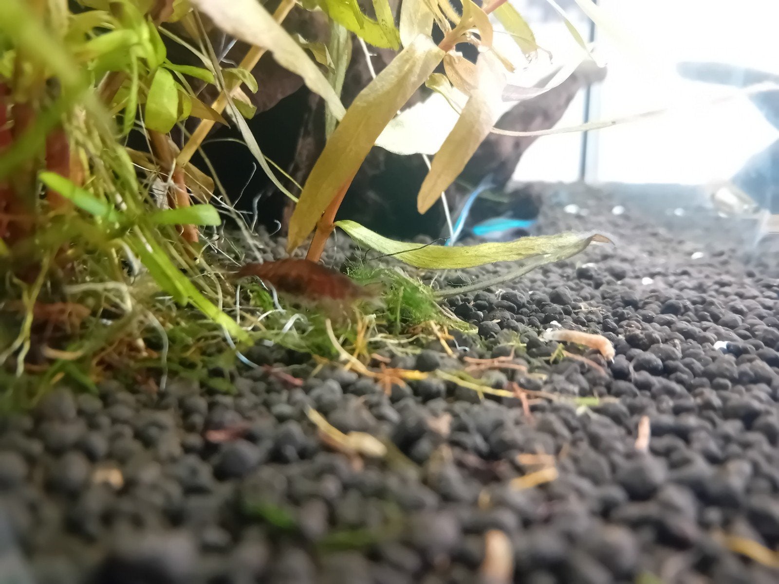 Zwangere bruine neocaridina 40 eitjes, Dieren en Toebehoren, Kreeft, Krab of Garnaal, Zoetwatervis