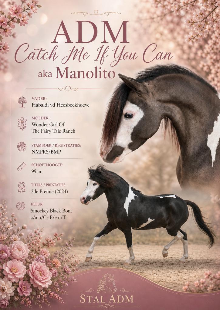 NMPRS hengst Ter Dekking, Animaux & Accessoires, Chevaux & Poneys | Étalons & Juments poulinières, Étalon