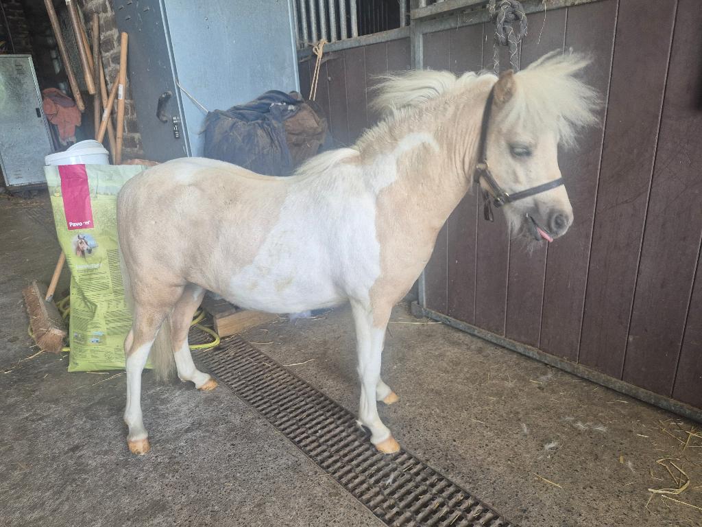 NMPRS hengst-ruin te koop, Dieren en Toebehoren, Paarden, Minder dan 160 cm, Met stamboom, Niet van toepassing, 0 tot 2 jaar