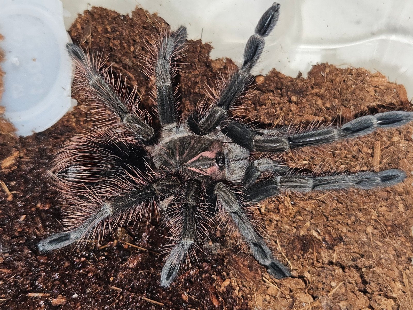 Pamphobeteus mascara mannetje ongeveer 3,5 cm lichaamslengte, Dieren en Toebehoren, Insecten en Spinnen