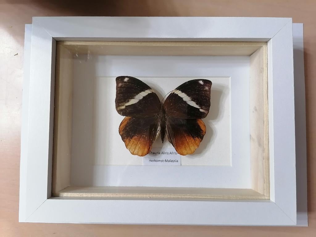 Taxidermy, Envoi, Neuf, Insecte, Animal empaillé