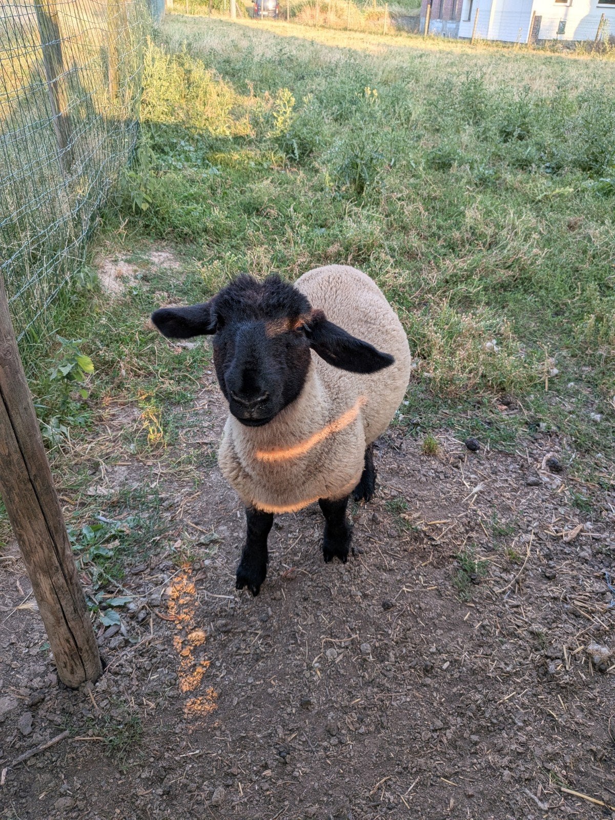 Suffolk ooilam 2026, Dieren en Toebehoren, Schapen, Geiten en Varkens