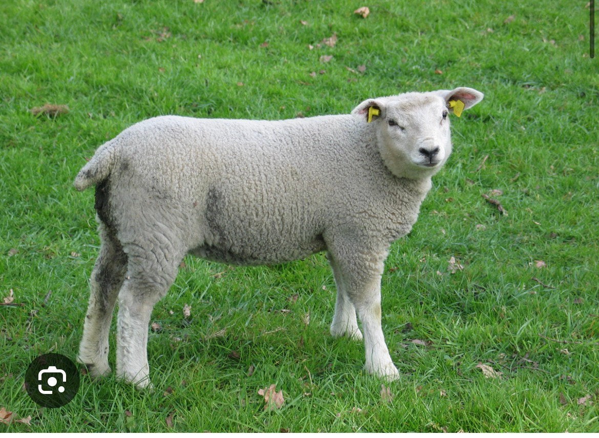 Ooilam gezocht 4 maand oud, Animaux & Accessoires, Moutons, Chèvres & Cochons, Mouton, Femelle, 0 à 2 ans