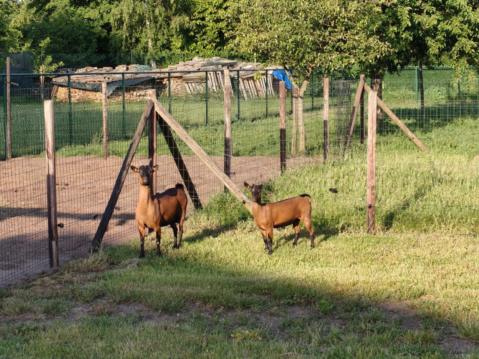 Dwerggeitje met haar geitlammetje te koop