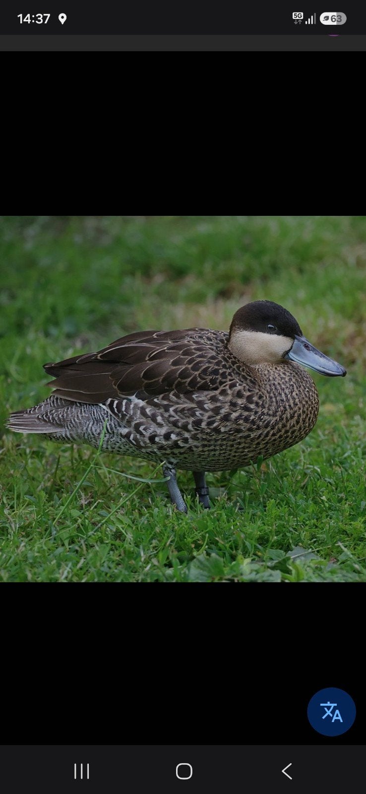 versicolortaling, Meerdere dieren, Eend