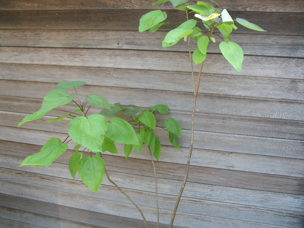Catalpa, groene trompetboom, 2, 10m, Tuin en Terras, Planten | Tuinplanten, Ophalen