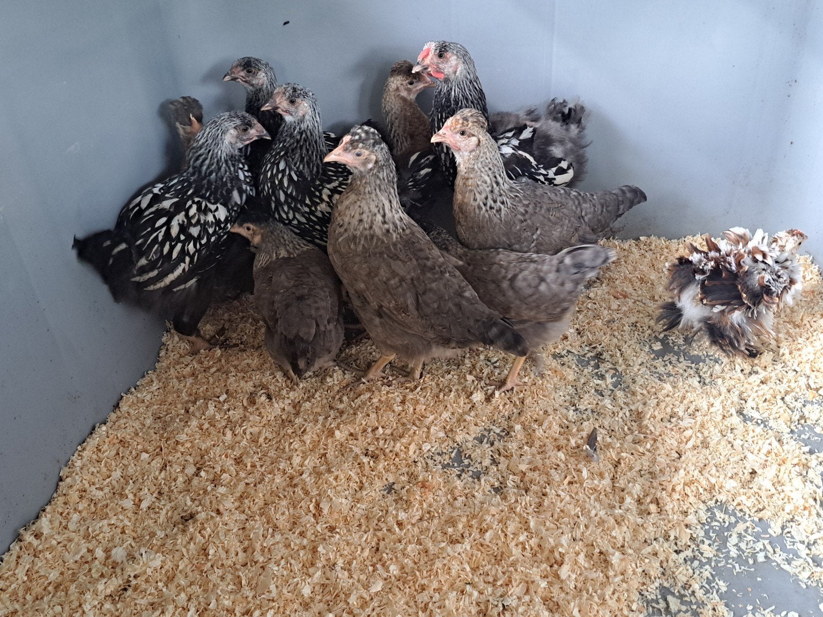 Wyandotte groot & cream legbar tot 12w, Dieren en Toebehoren, Pluimvee