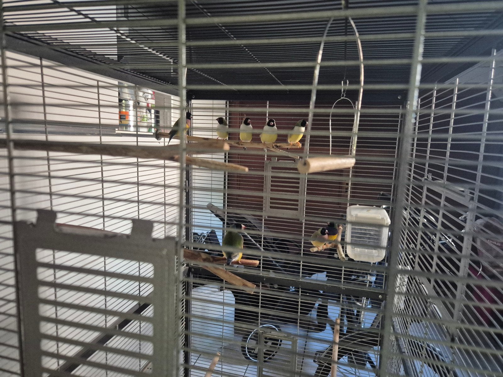 goldamandines, Dieren en Toebehoren, Ophalen