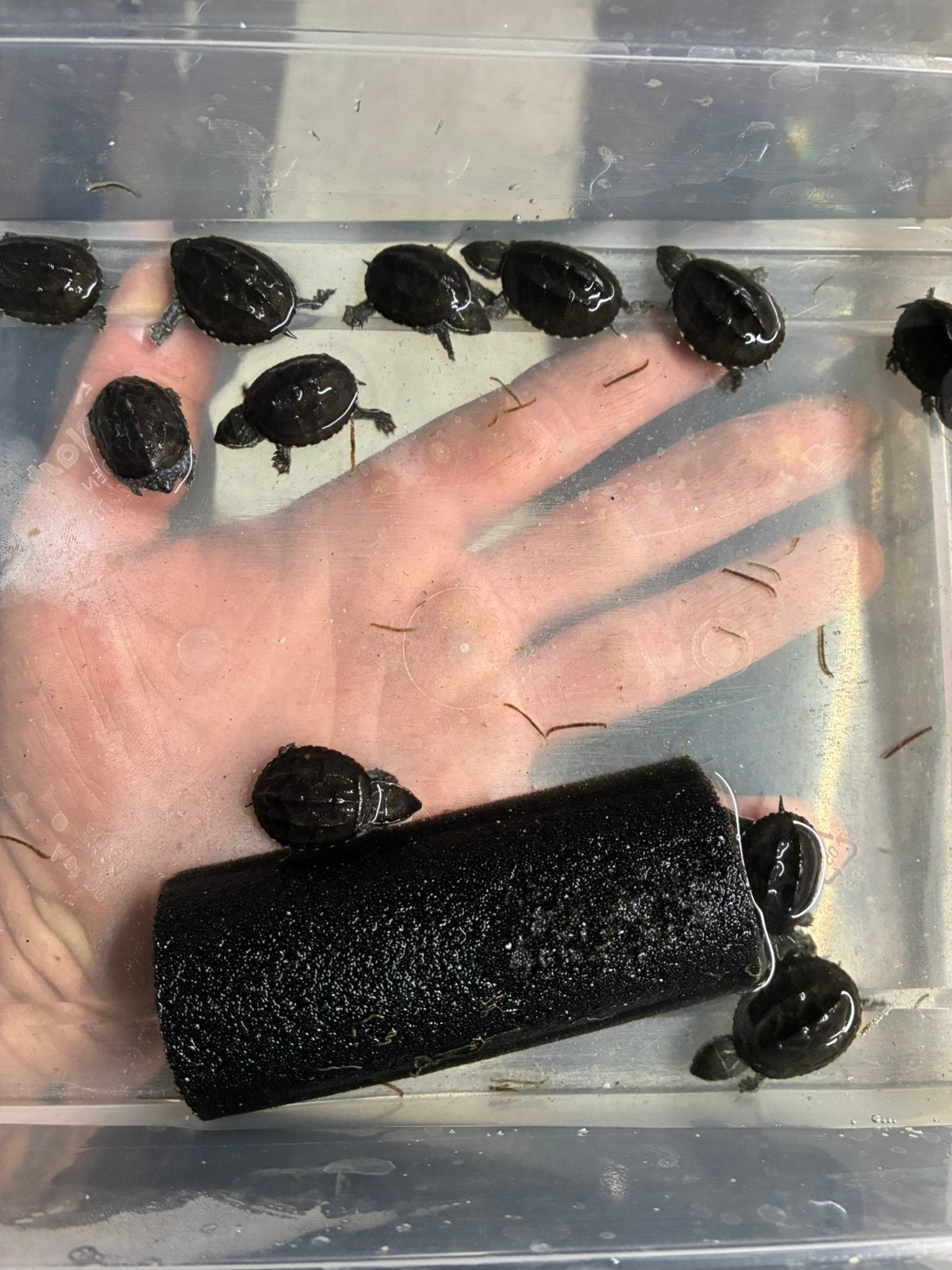 Sternotherus odoratus, Dieren en Toebehoren, Schildpad, 0 tot 2 jaar