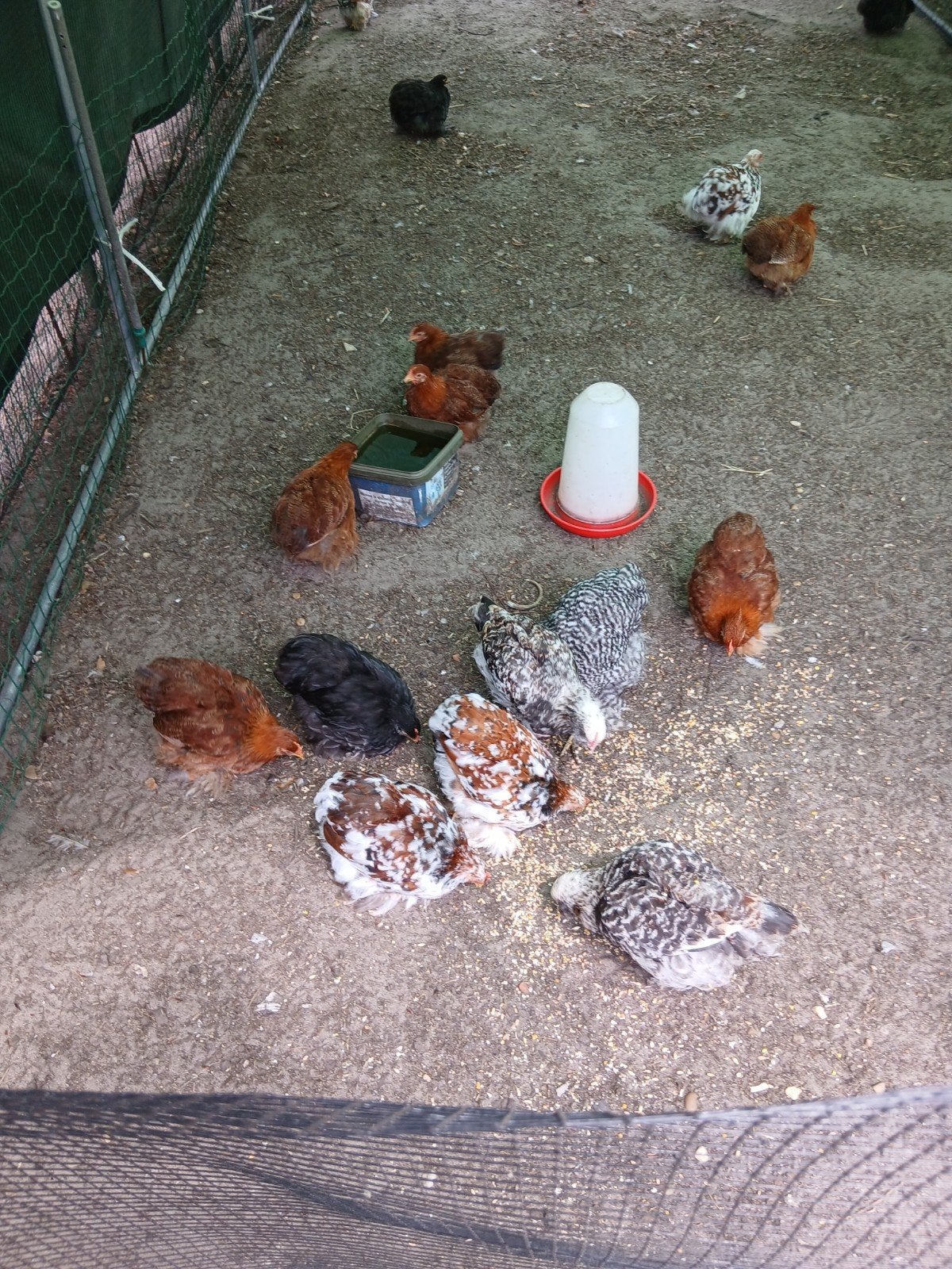Jongen haantjes, Dieren en Toebehoren