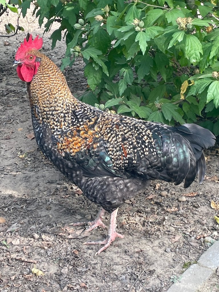 Tekoop mooie jonge grote haan, Mâle, Poule ou poulet