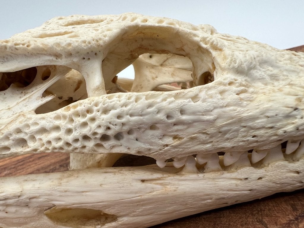 Crâne décoratif en forme de crocodile - curiosités, Envoi, Neuf, Reptile ou Amphibien, Crâne