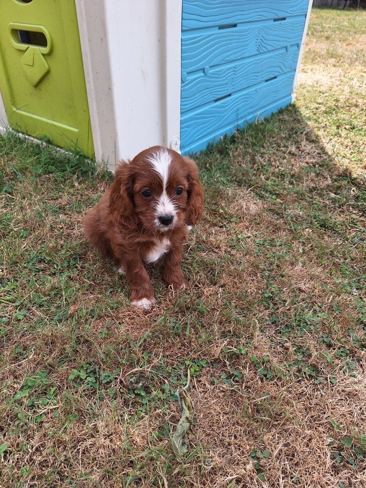 Cavapoo pup reutje, Maladie de Carré (chiens), Autres races, Belgique, Plusieurs