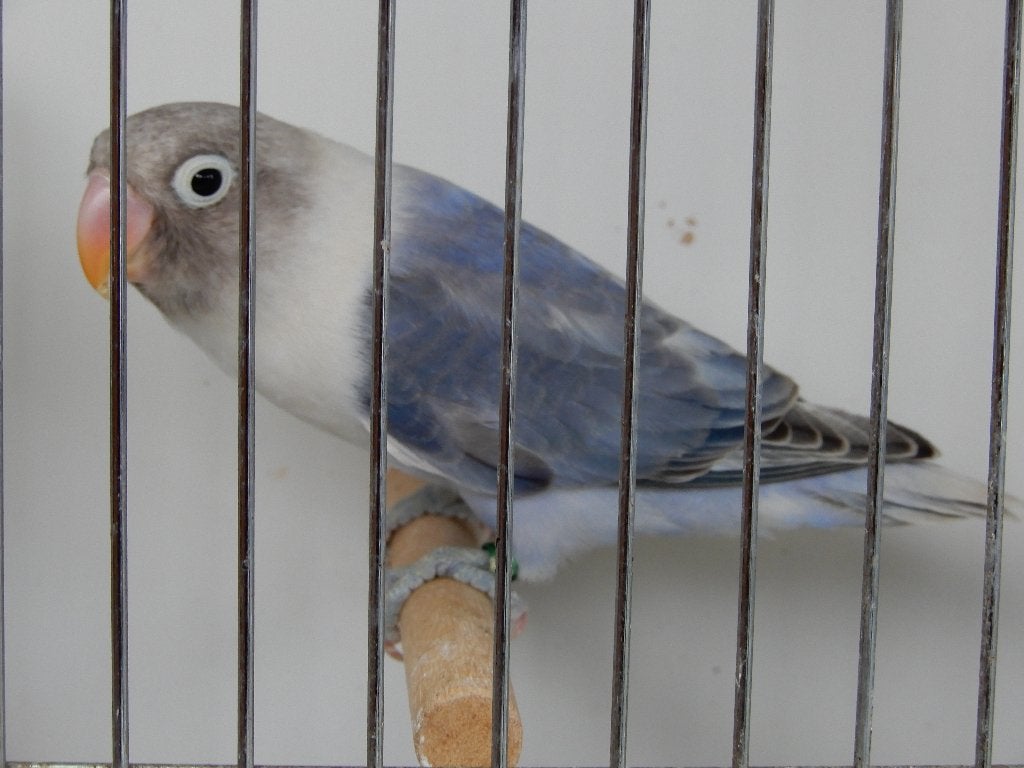 Jeunes tourtereaux (Agapornis Personata), Bagué