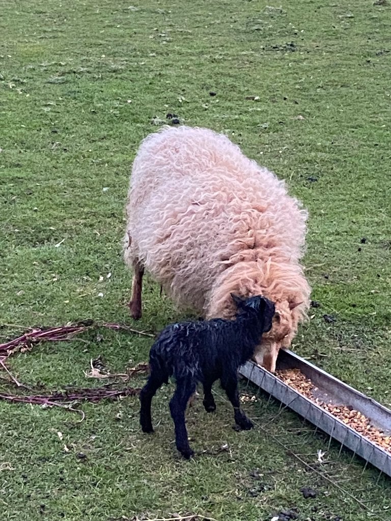 Ouessantschapen, Animaux & Accessoires, Plusieurs animaux, Mouton
