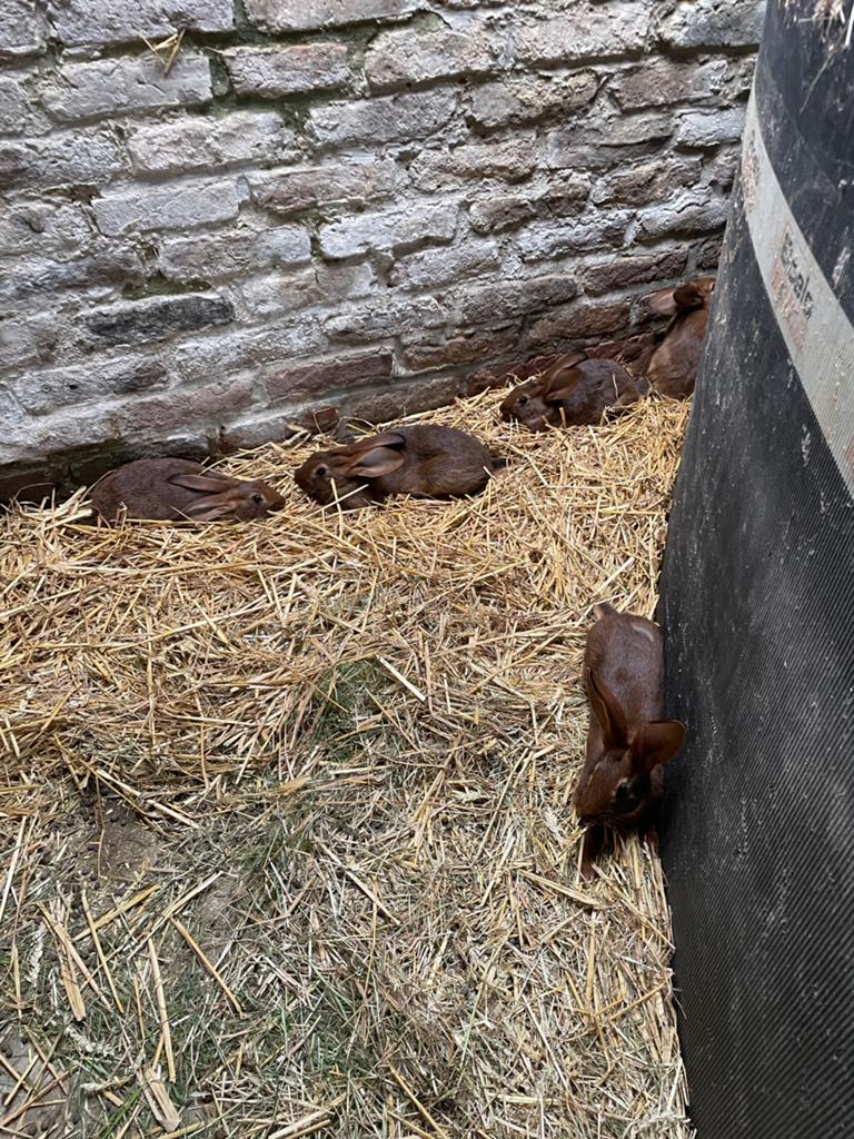 Hazen te koop, Mars, Plusieurs animaux