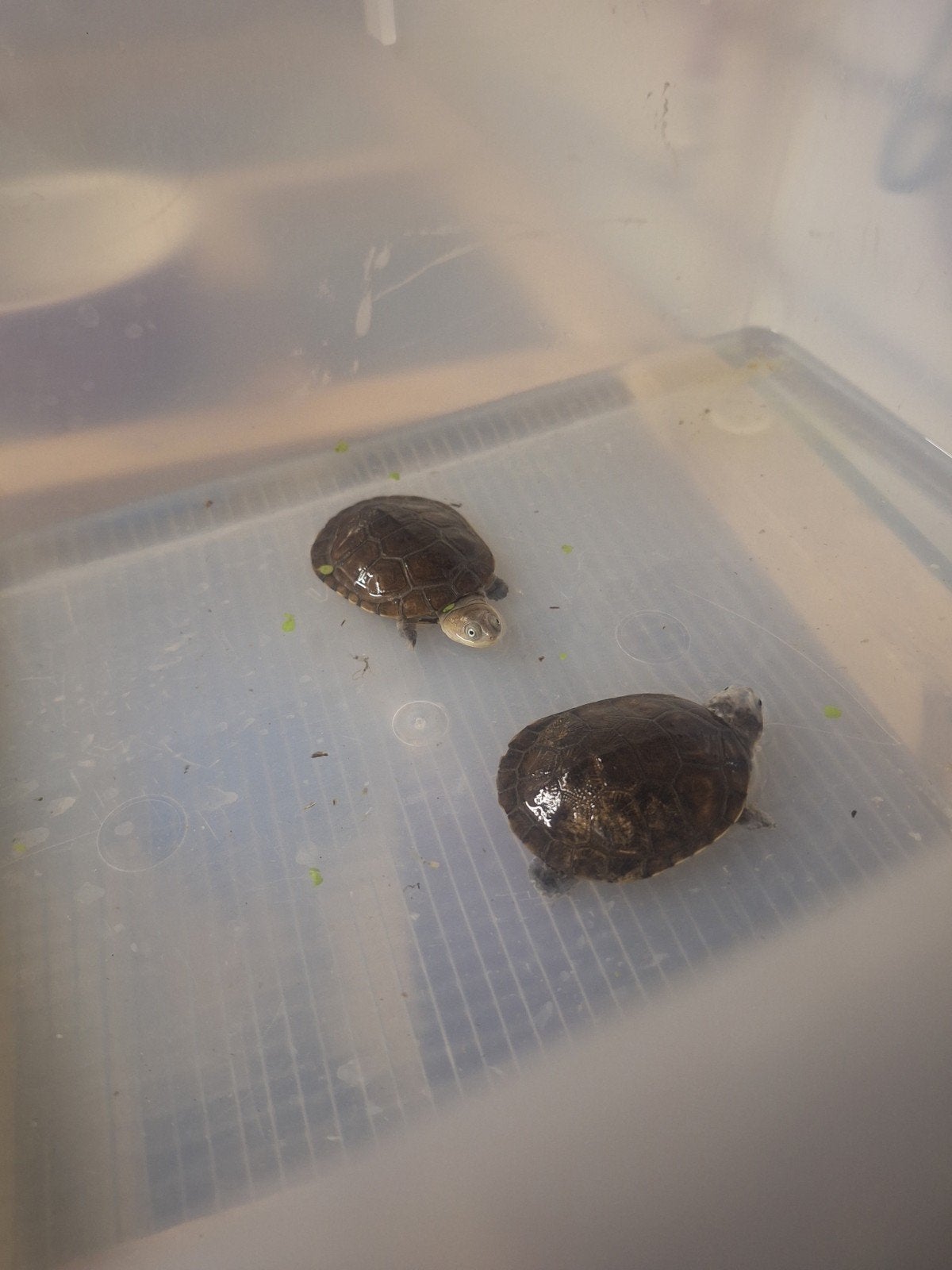 2 waterschildpadjes babys
