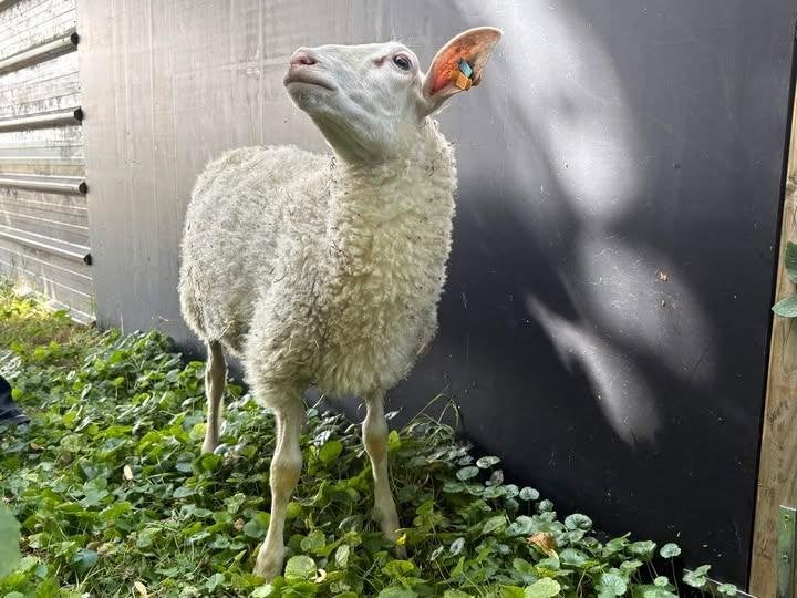 Béliers de brebis laitières belges à vendre, Mâle, Mouton, 0 à 2 ans