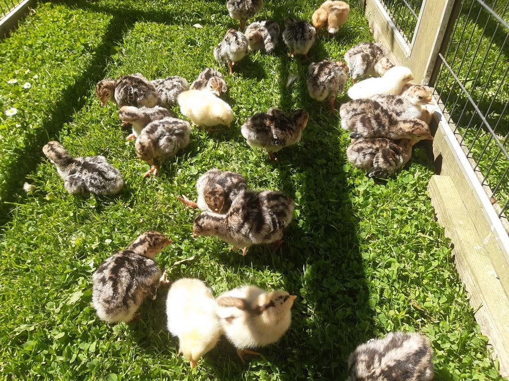 Poussins de dinde en bronze, Dinde