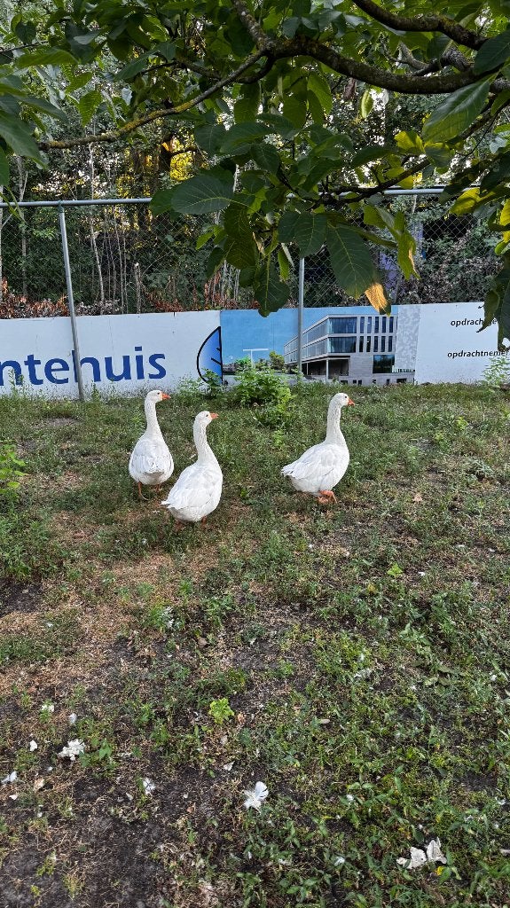Ganzen, Dieren en Toebehoren, Pluimvee, Meerdere dieren, Gans of Zwaan