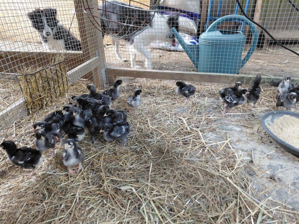 Mechelse koekoek kuikens te koop, Tuin en Terras, Ophalen of Verzenden