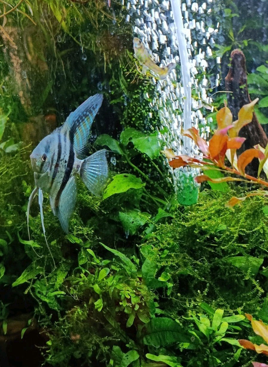 Volwassen blauwe scalaar mannetje IN RUIL voor vr.