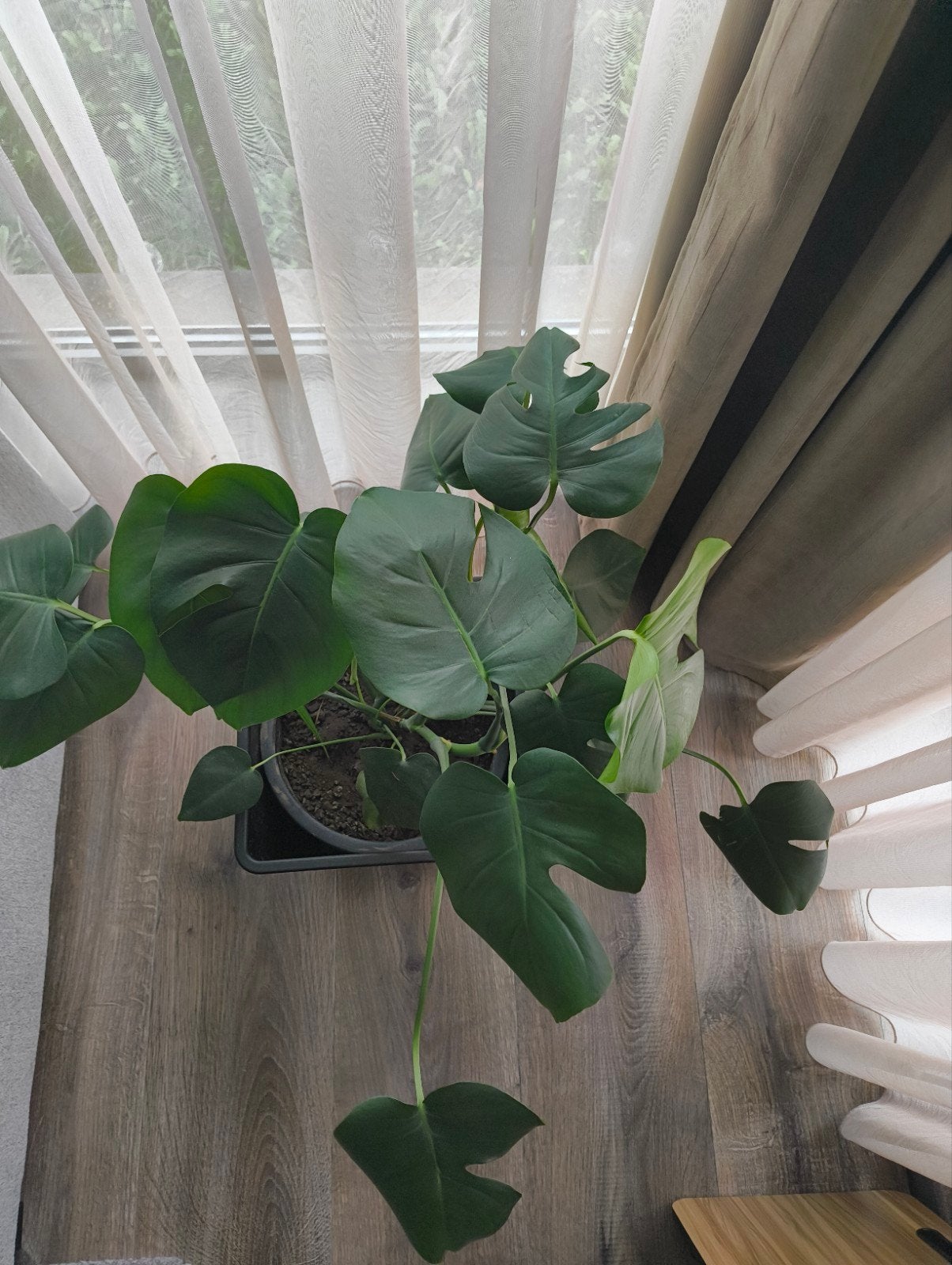 Kamerplant Monstera, Maison & Meubles, Plantes d'intérieur, Autres espèces, En pot, Moins de 100 cm, Enlèvement