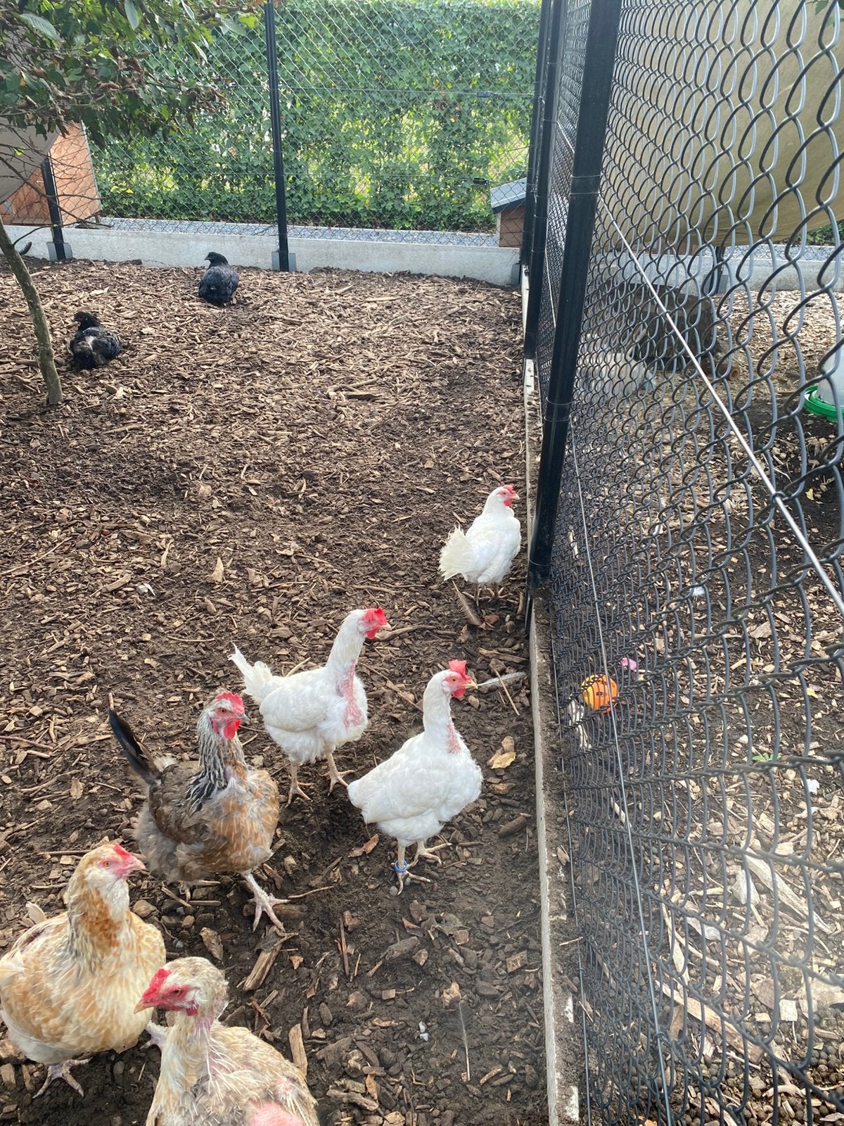 3 witte leghorn hennen, Animaux & Accessoires, Volatiles