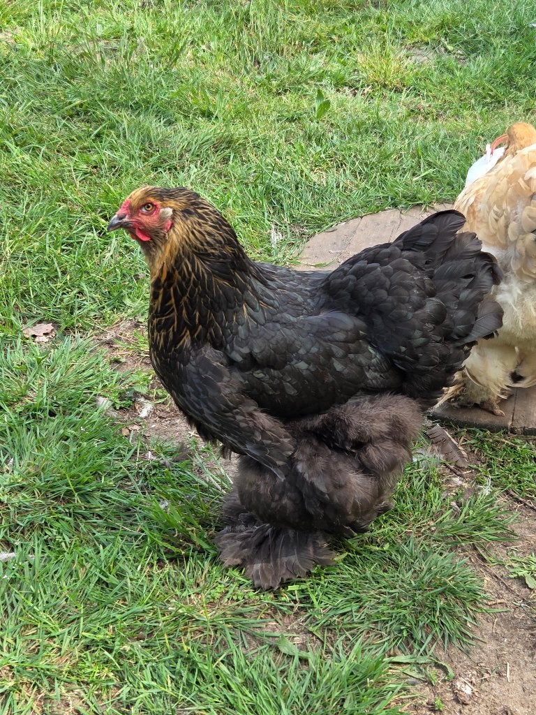 Brahma berken hen, Femelle, Poule ou poulet