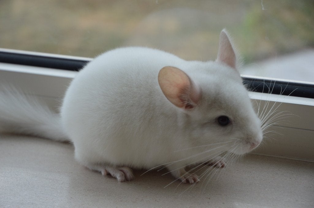 chinchilla jonge vrouwtjes, Chinchilla, Juni, Vrouwelijk, Tam
